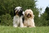 TERRIER DU TIBET 180